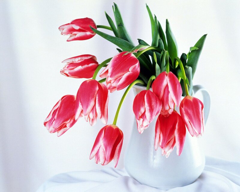 Red and White Tulips — Serene, Photograph, Vase