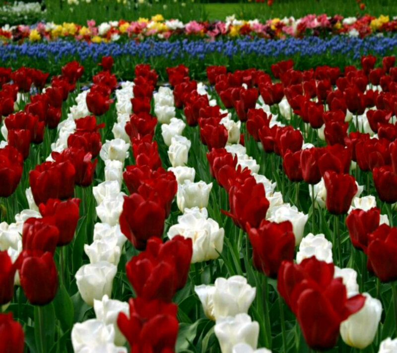 Red and White Tulips — Serene, Spring, Photograph, Blue Flowers, Green Grass