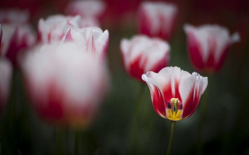 Red and White Tulips — Serene, Spring, Photograph, Flower