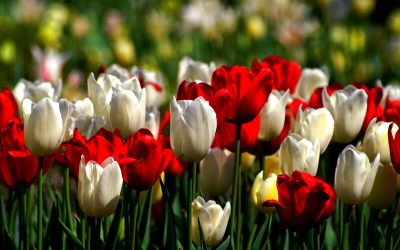 Red and White Tulips — Serene, Spring, Photograph, Flowers, Green Leaves, Sunlight