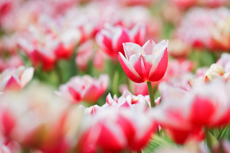 Red and White Tulips — Serene, Spring, Photograph, Flowers, Green Stems, Field