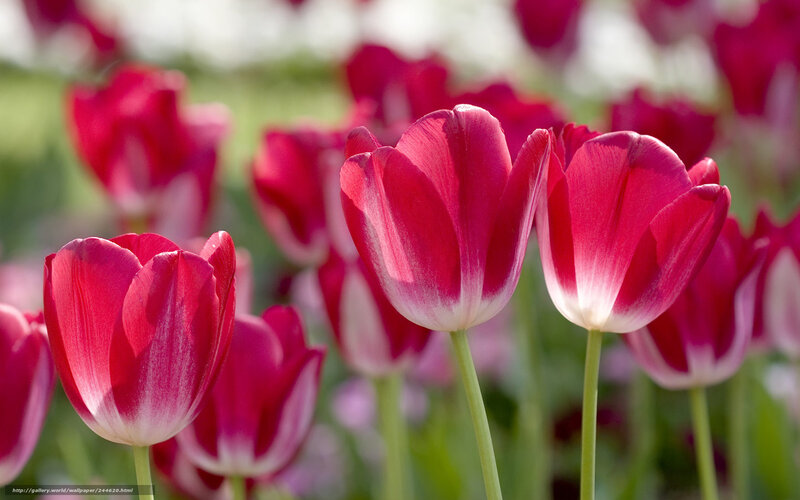 Red and White Tulips — Serene, Spring, Photograph, Flowers, Green Stems, Out of Focus Background