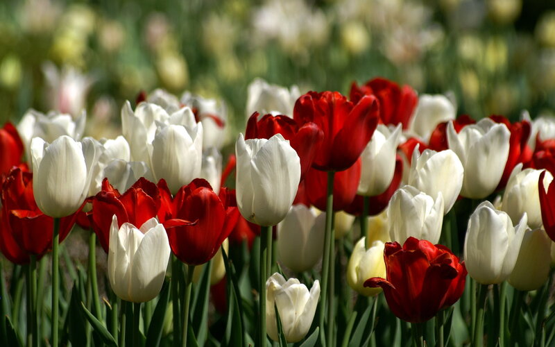 Red and White Tulips — Serene, Spring, Photograph, Flowers, Green Stems, Sunlight