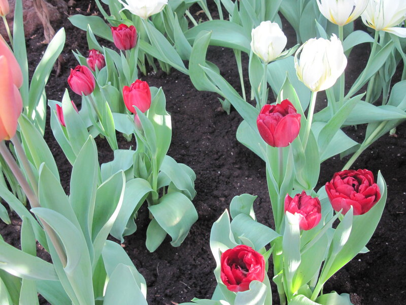 Red and White Tulips — Serene, Spring, Photograph, Flowers, Leaves