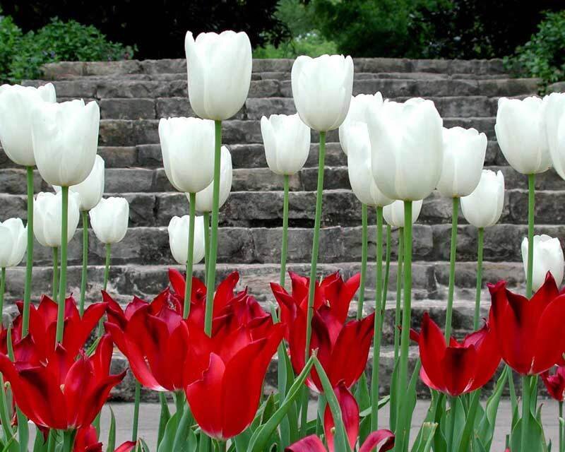 Red and White Tulips — Serene, Spring, Photograph, Flowers, Stairs