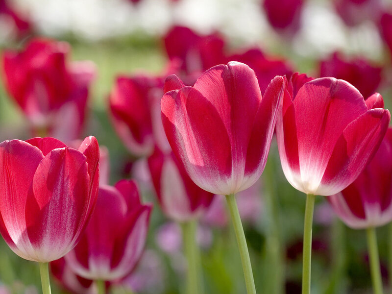 Red and White Tulips — Serene, Spring, Photograph, Flowers, Stems