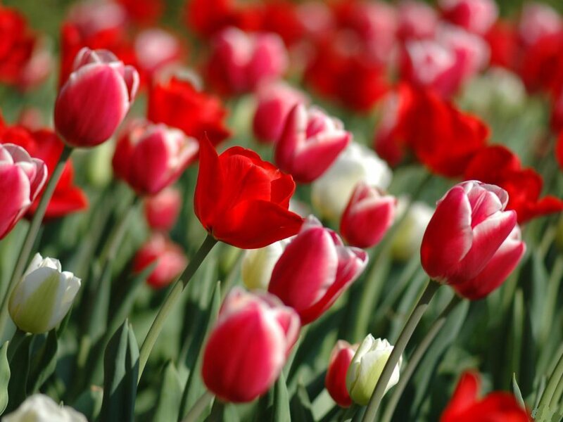 Red and White Tulips — Serene, Spring, Photograph, Flowers