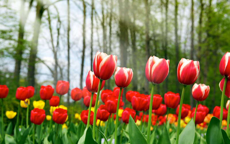 Red and White Tulips — Serene, Spring, Photograph, Flowers, Trees