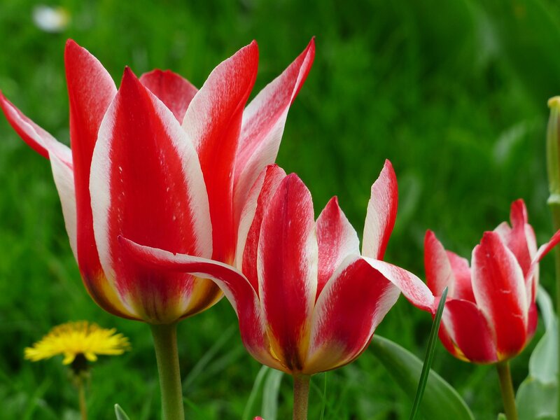 Red and White Tulips — Serene, Spring, Photograph, Grass