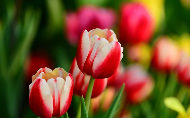 Red and White Tulips — Serene, Spring, Photograph, Green Leaves, Bloom