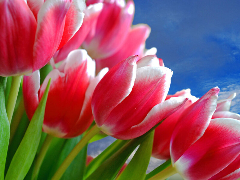 Red and White Tulips — Serene, Spring, Photograph, Green Leaves, Blue Sky