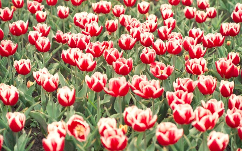 Red and White Tulips — Serene, Spring, Photograph, Green Leaves, Flower Bed