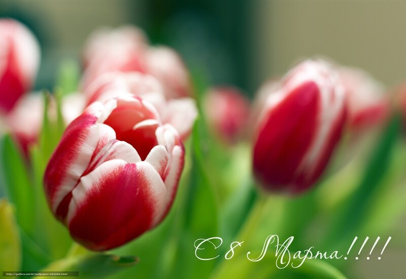 Red and White Tulips — Serene, Spring, Photograph, Green Leaves, Flowers