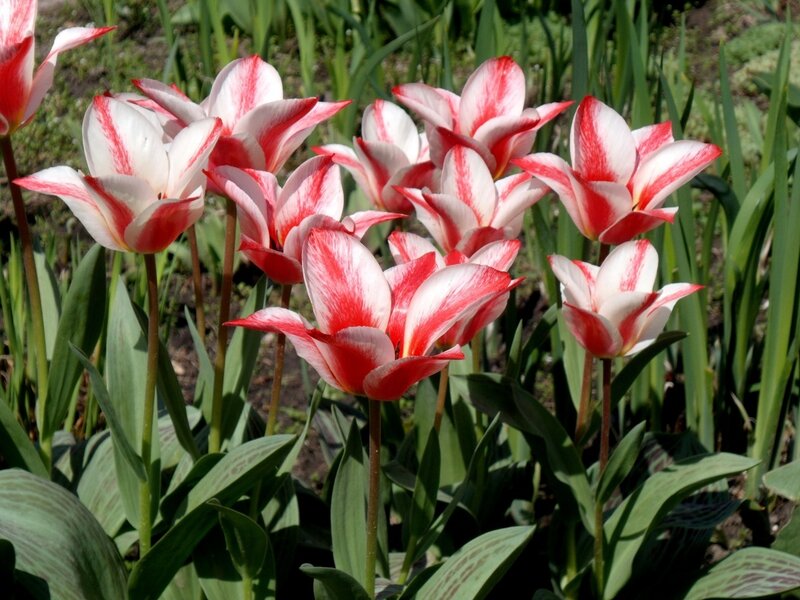 Red and White Tulips — Serene, Spring, Photograph, Green Leaves, Garden