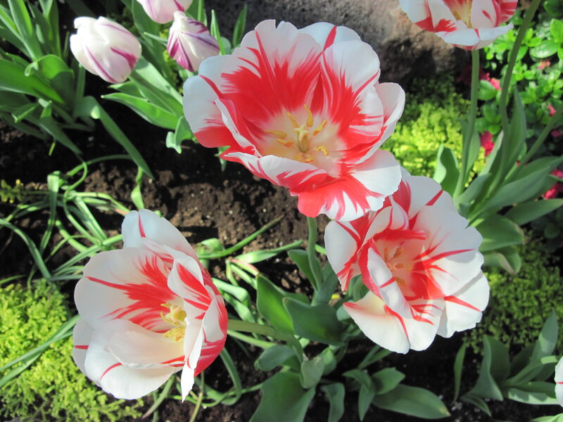 Red and White Tulips — Serene, Spring, Photograph, Green Leaves, Soil
