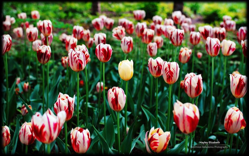 Red and White Tulips — Serene, Spring, Photograph, Green Leaves, Yellow Tulip