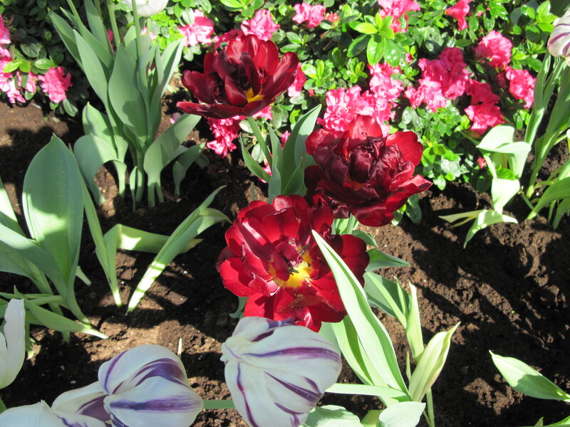 Red and White Tulips — Serene, Spring, Photograph, Pink Flowers, Green Leaves