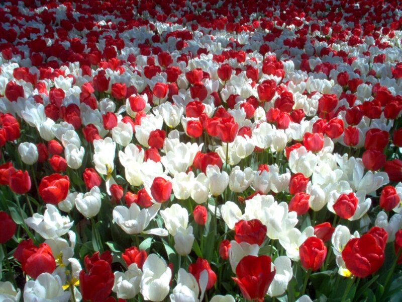 Red and White Tulips — Serene, Spring, Photograph