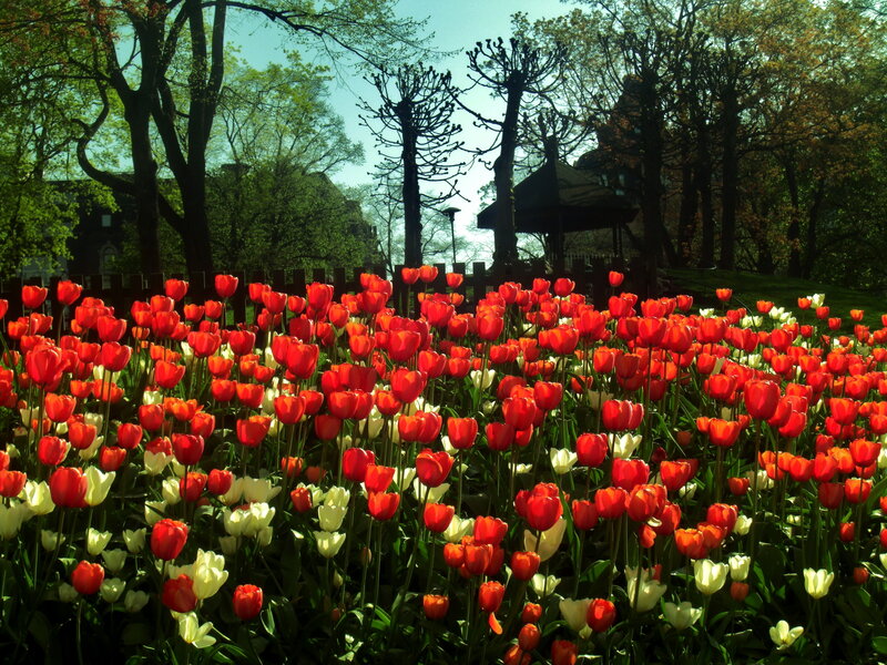 Red and White Tulips — Serene, Spring, Photograph, Trees