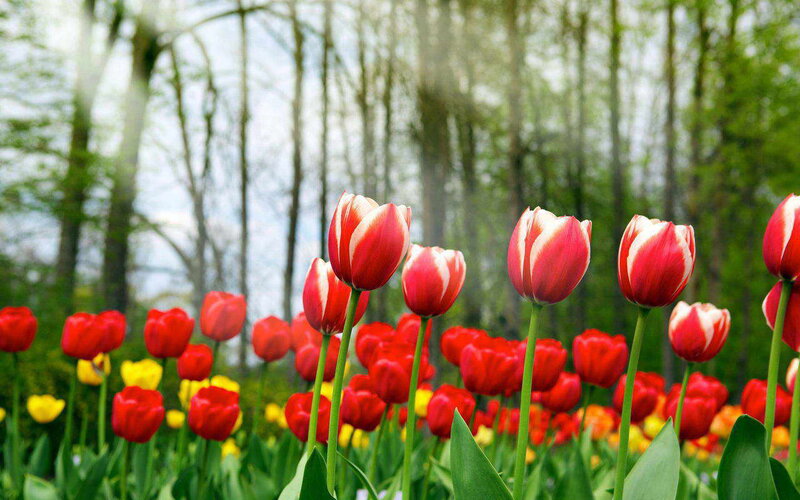 Red and White Tulips — Serene, Spring, Photograph, Trees, Yellow Flowers
