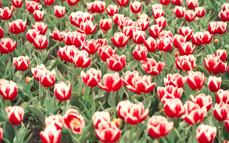 Red and White Tulips — Serene, Spring