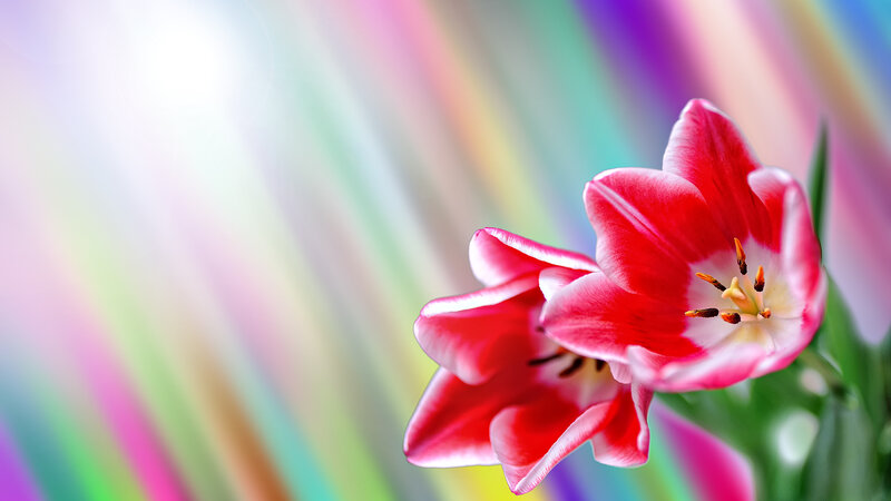 Red and White Tulips — Vibrant, Photograph
