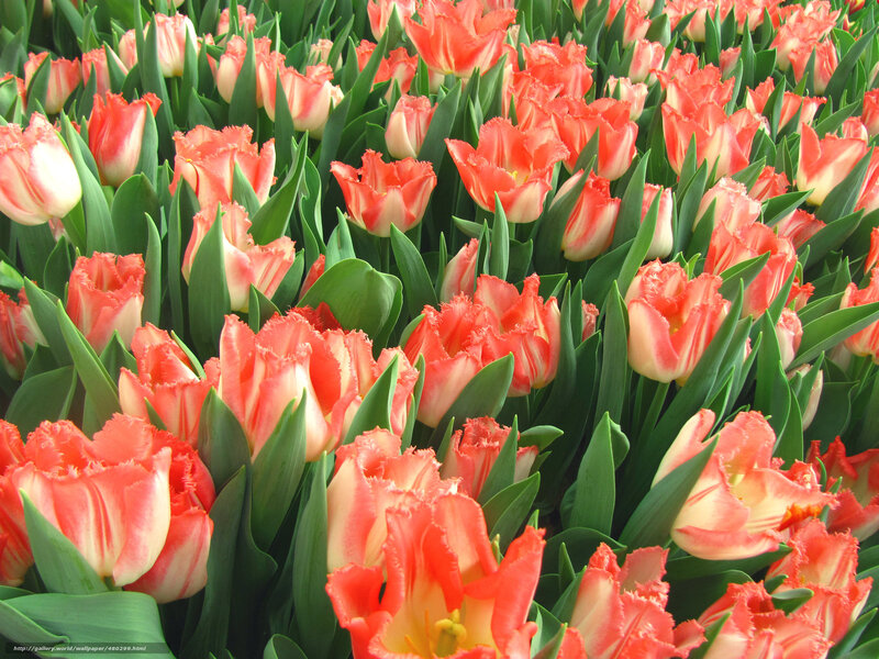 Red and White Tulips — Vibrant, Spring, Photograph