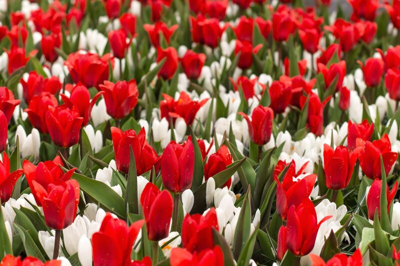 Red and White Tulips — Vibrant, Spring