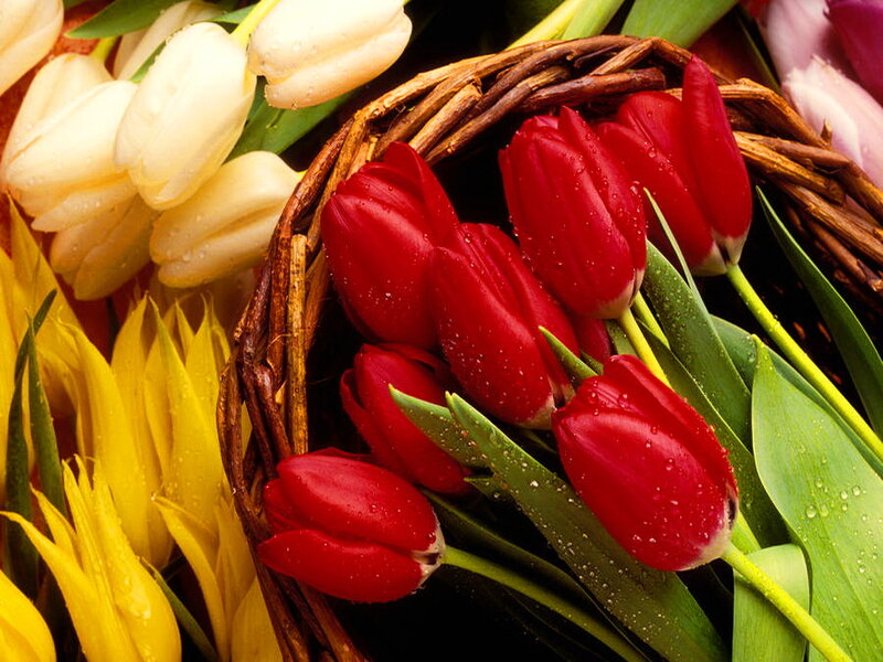 Red and White Tulips — Vibrant