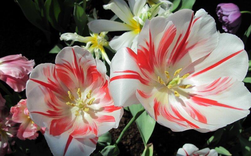 Red-and-white Tulips — White, Bright
