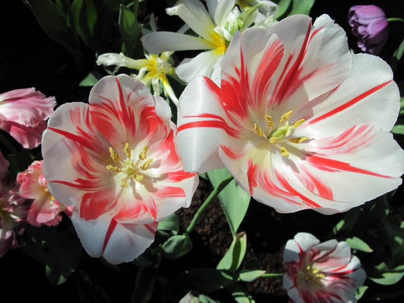 Red-and-white Tulips — White, Natural