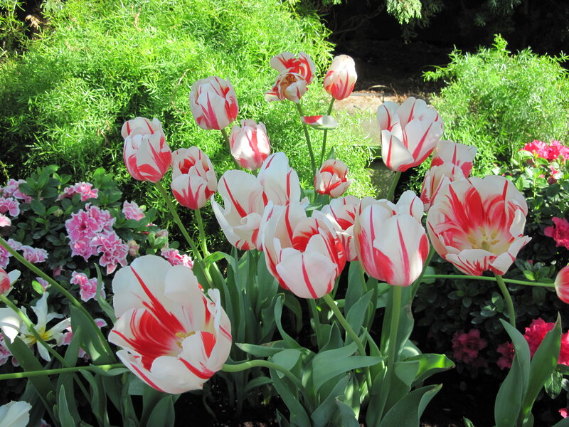Red-and-white Tulips — White