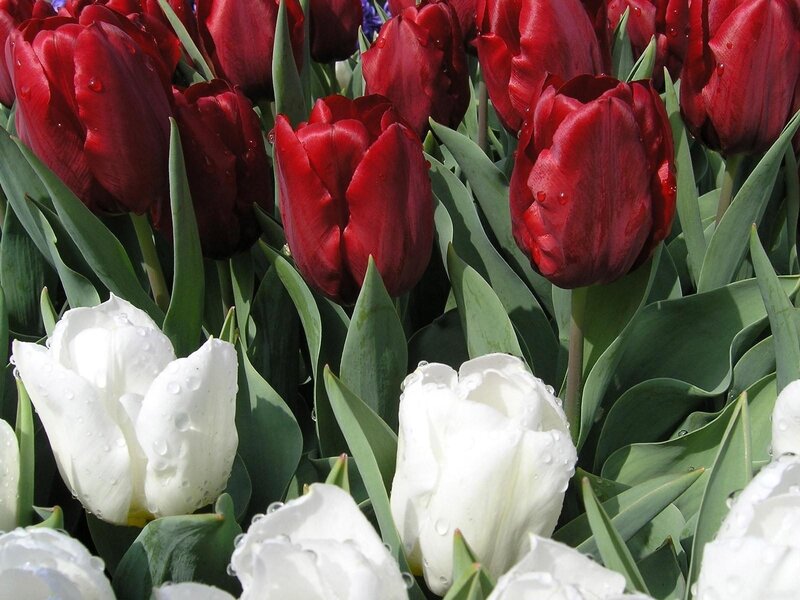 Red and white tulips with dew