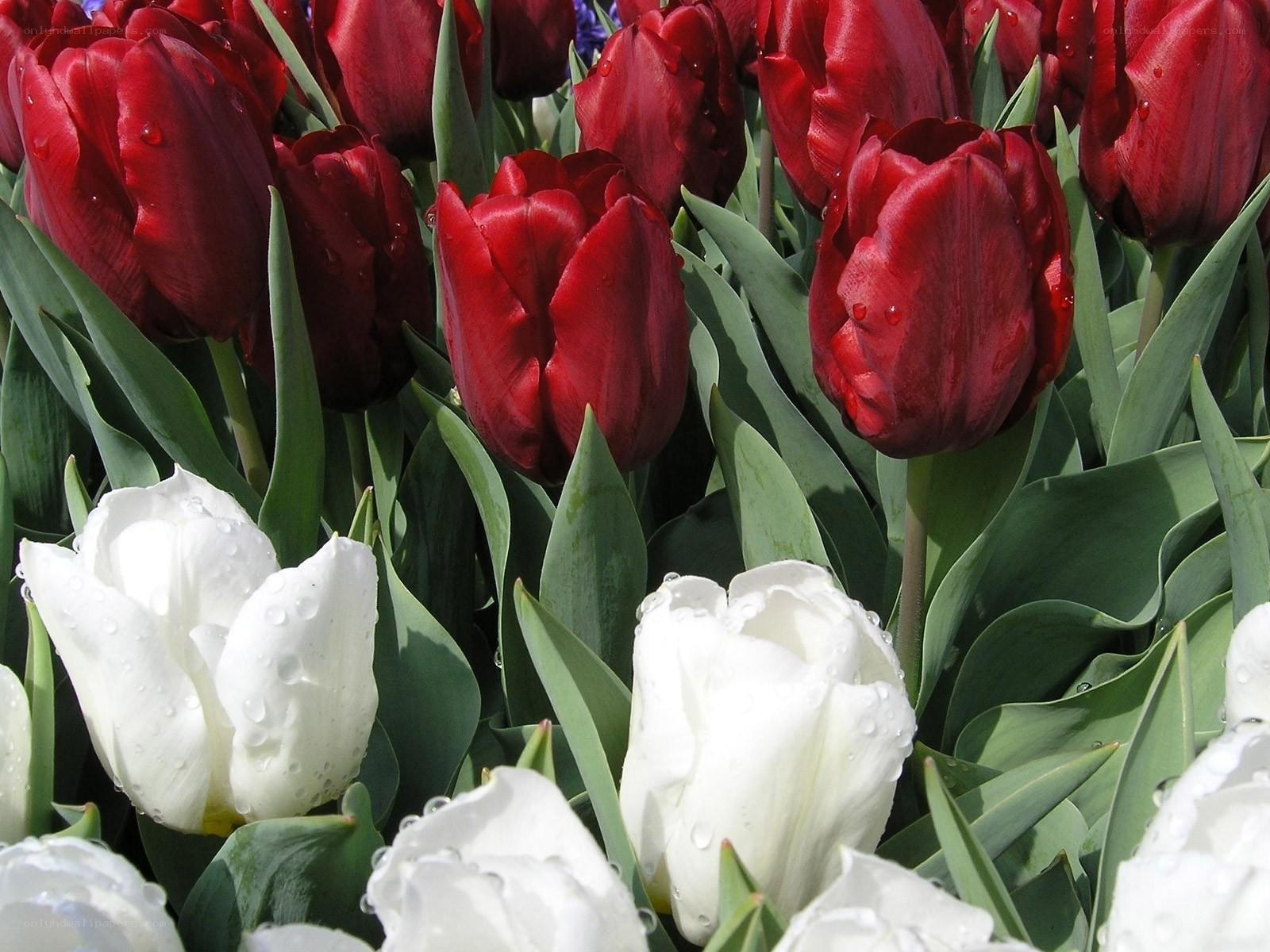 Red and white tulips with dew