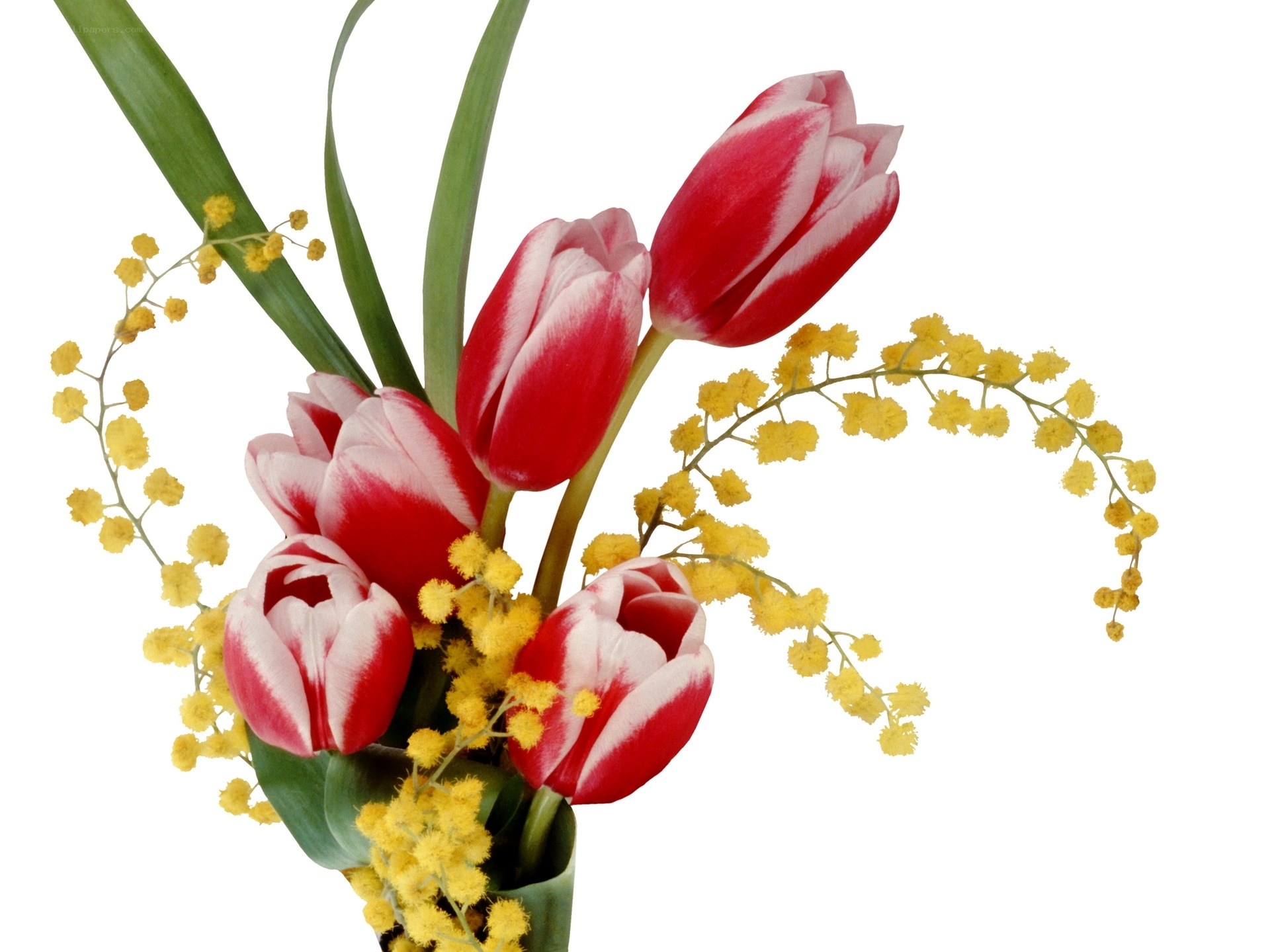 Red and white tulips with mimosa