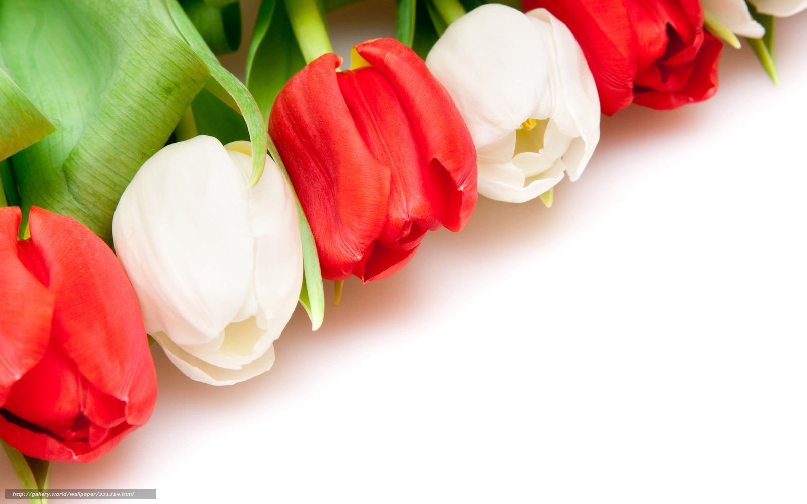 Red and white tulips
