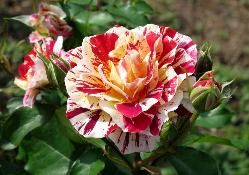 Red and White Variegated Rose