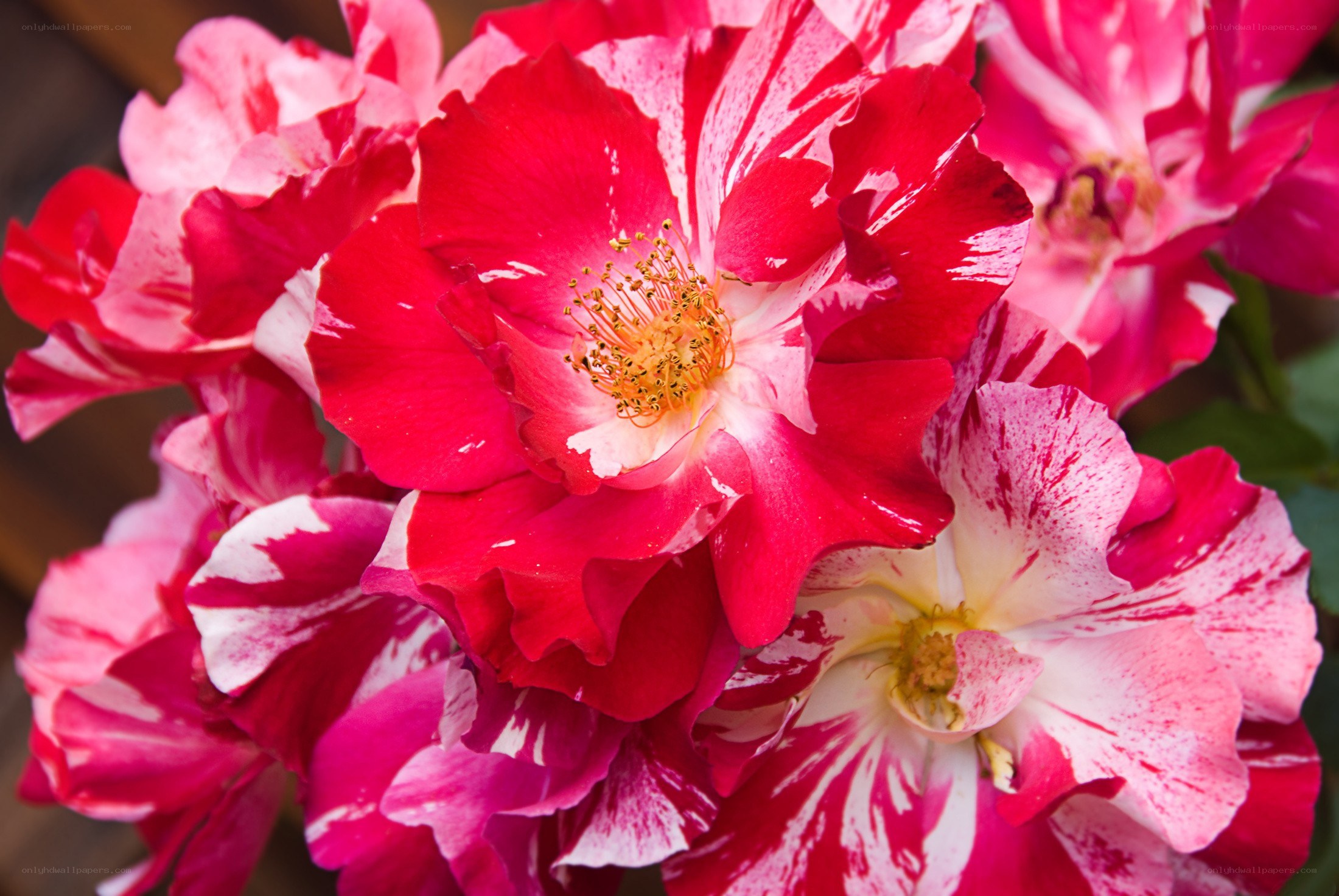 red and white variegated roses