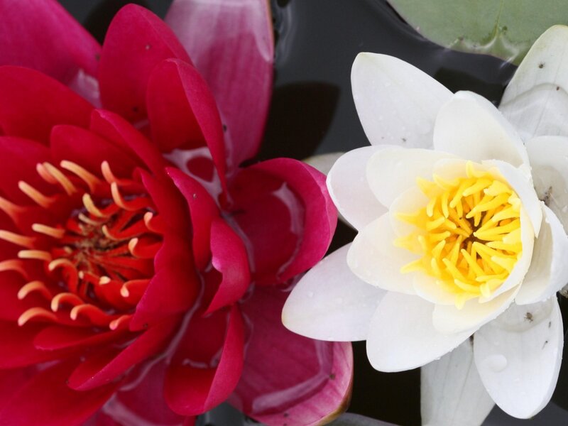 Red and White Water Lilies — Serene, Afternoon