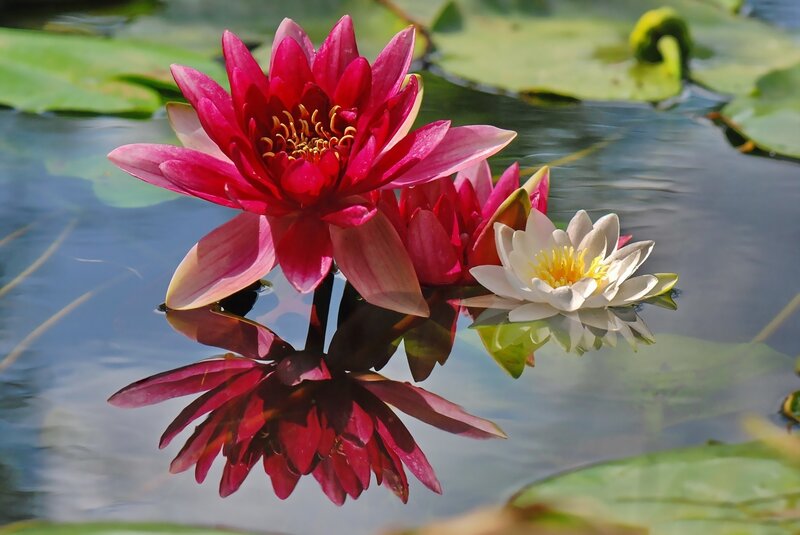 Red and White Water Lilies — Serene
