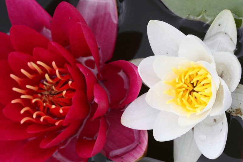 Red and White Water Lilies