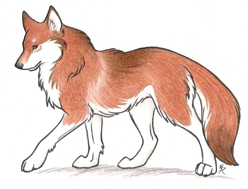 Red and White Wolf