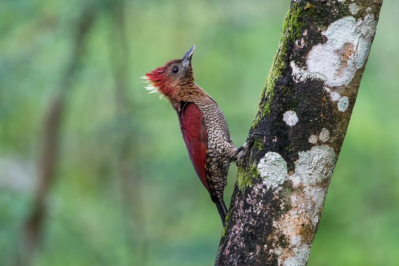 Red-and-white Woodpecker — Green