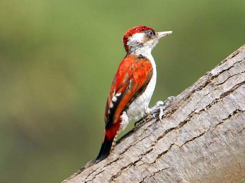 Red-and-white Woodpecker
