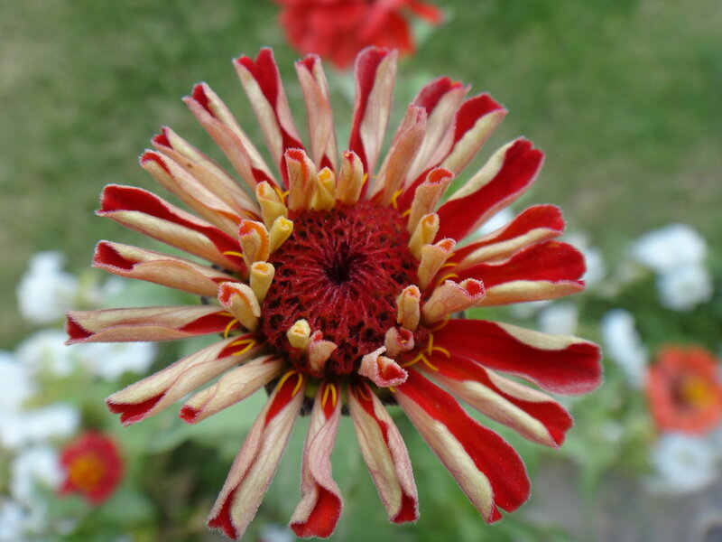 Red and White Zinnia Flower — Calm