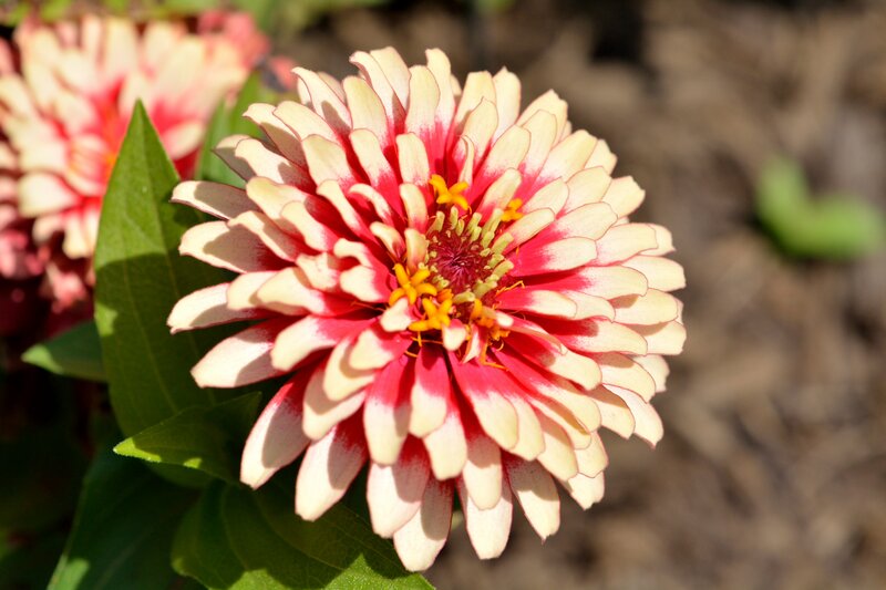 Red and White Zinnia Flower — Serene