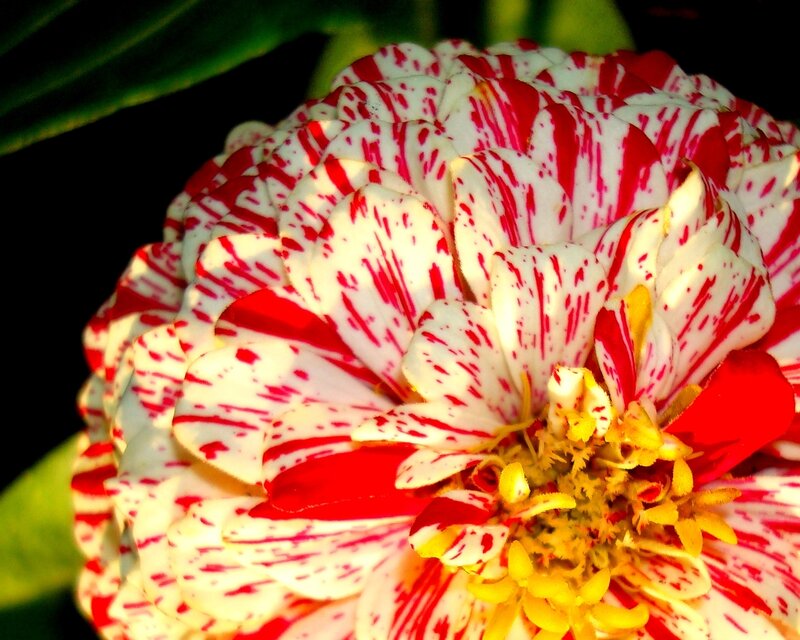 Red and white zinnia flower