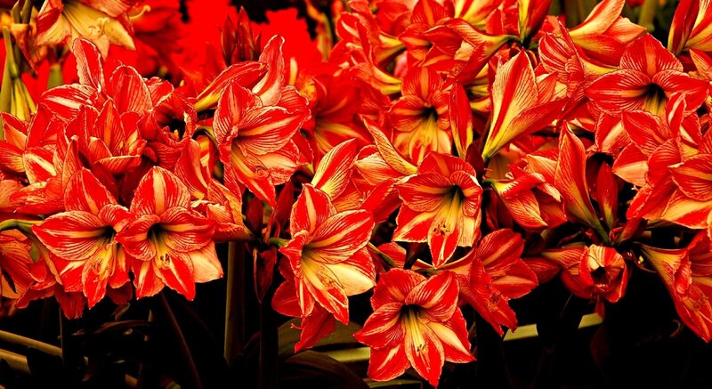 Red and yellow amaryllis flowers