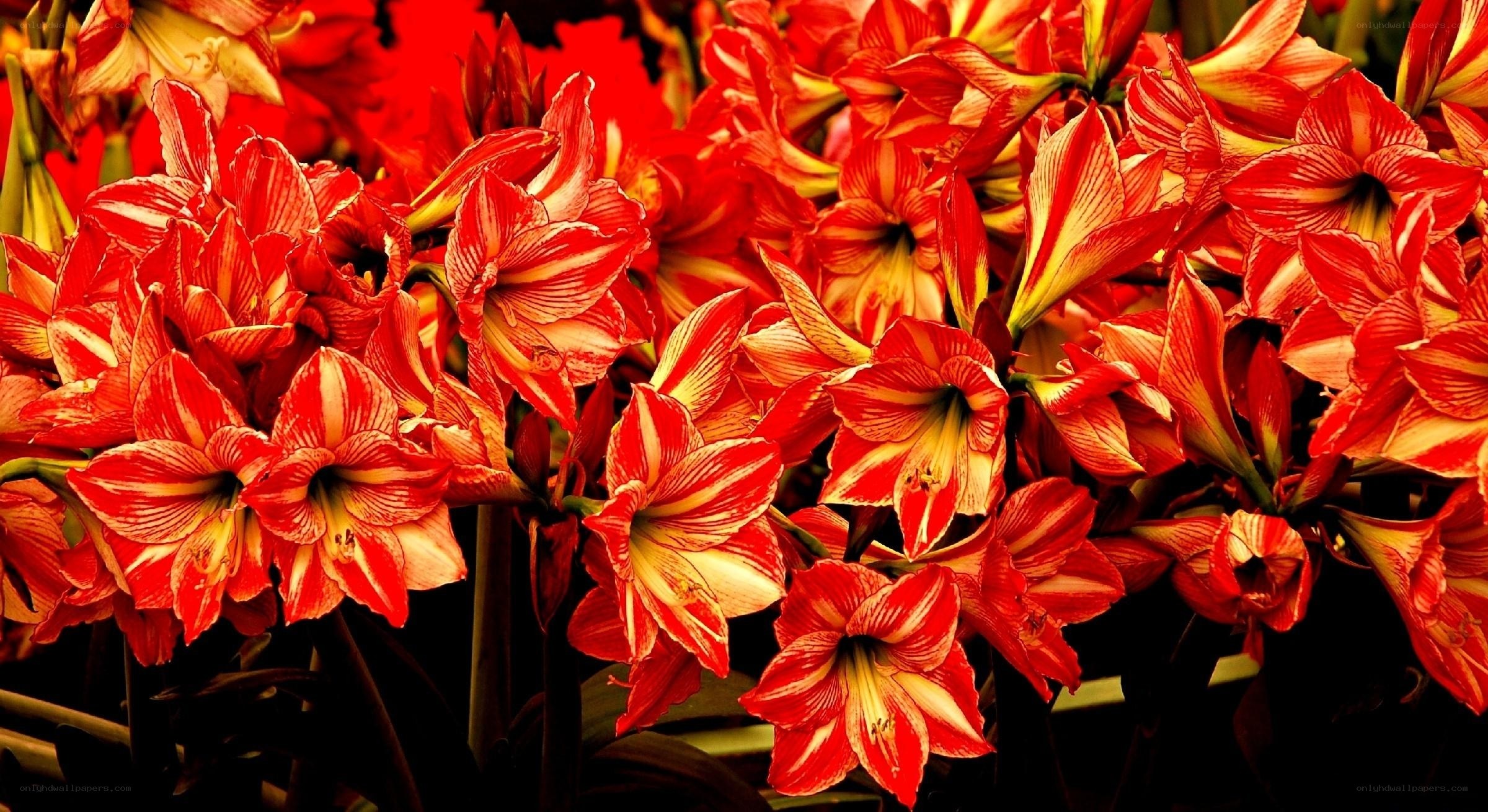 Red and yellow amaryllis flowers