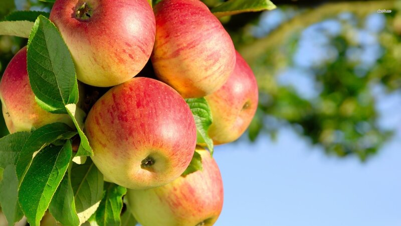 Red and Yellow Apples — Serene